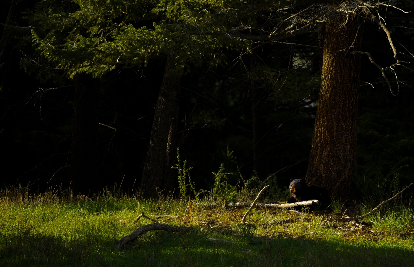 washington-association-of-fish-wildlife-professionals